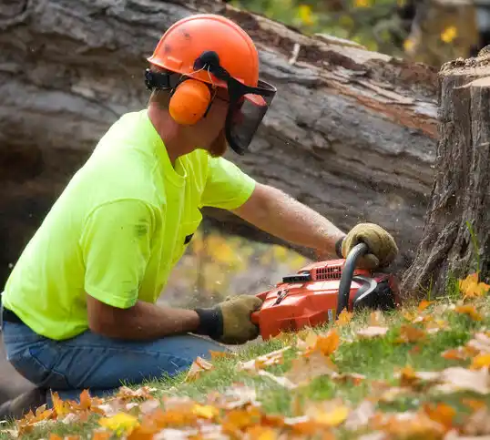 tree services Chippewa Park